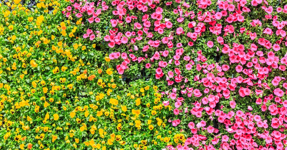 Estas son 3 flores ideales para sembrar en agosto y que tu jardín explote de color