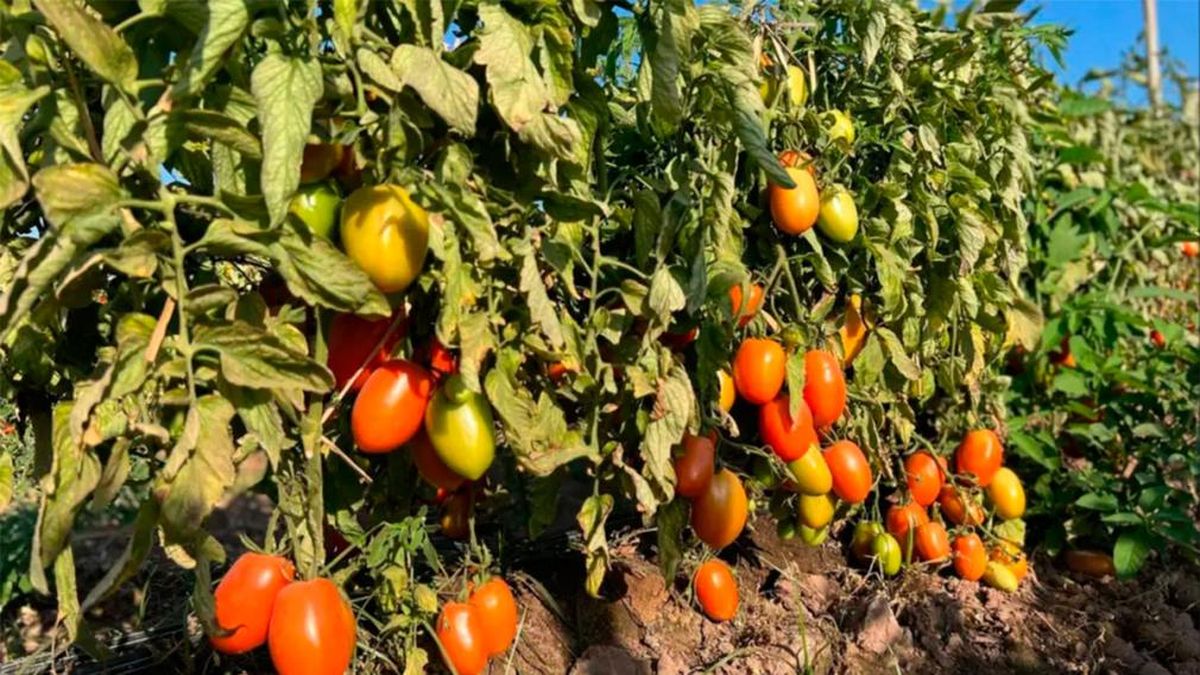 Tomate, yerba mate e industria maderera: la crisis de las economías regionales azota a las provincias