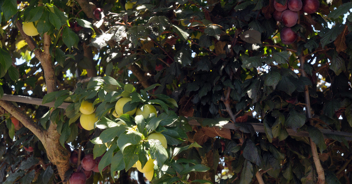 Propiedades y beneficios del nance, la fruta tropical que ayuda a aliviar enfermedades
