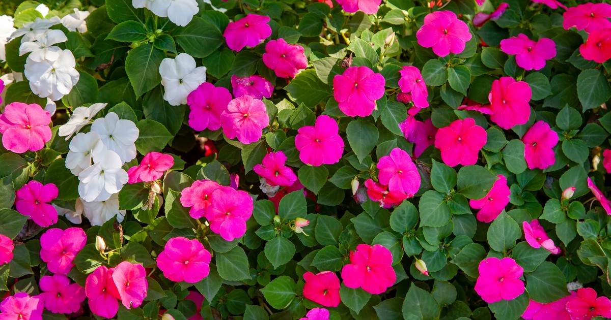 Flores para la primavera: cuáles son las más elegidas y cómo plantarlas en jardín o balcón