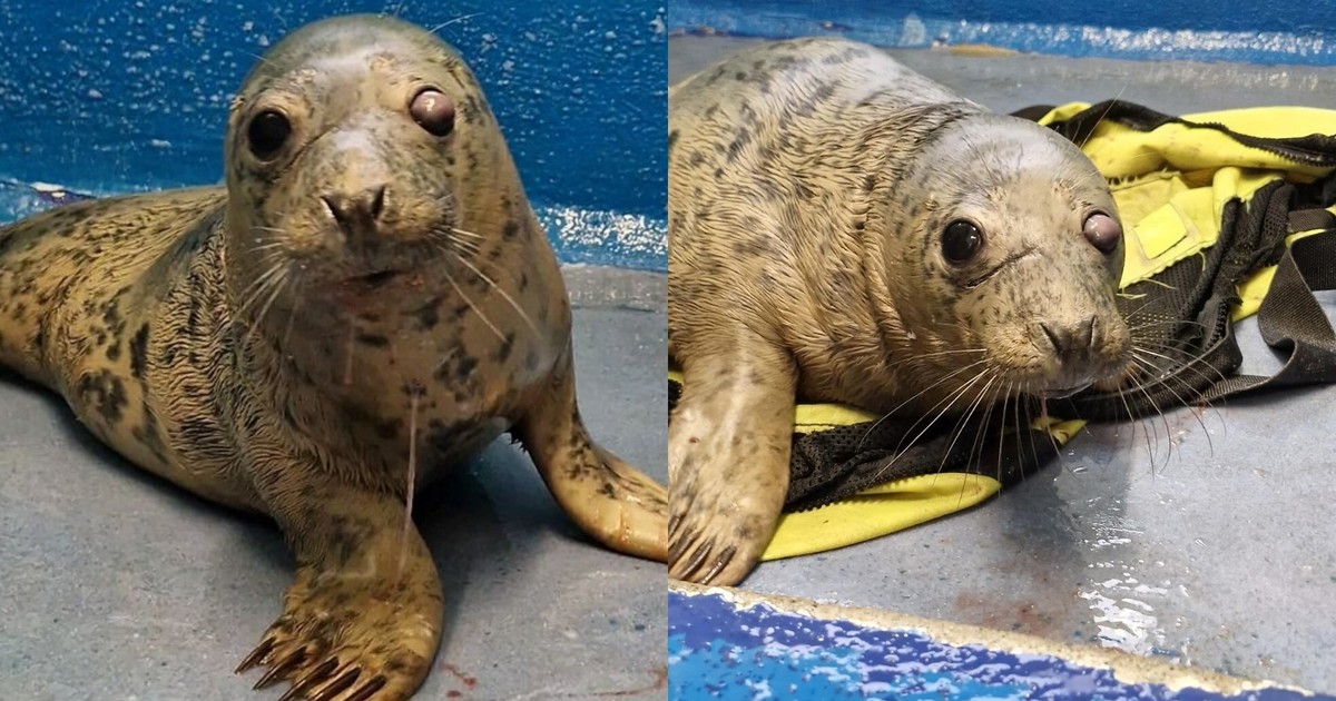 Encontraron una foca bebé baja de peso y con el ojo dañado: ahora buscan cambiarle la vida