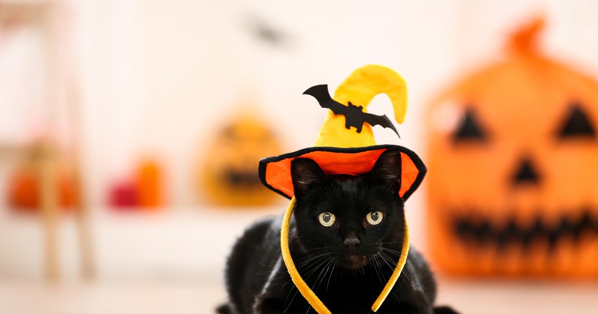 Una ciudad prohíbe adoptar gatos negros en Halloween para evitar ritos y malos tratos