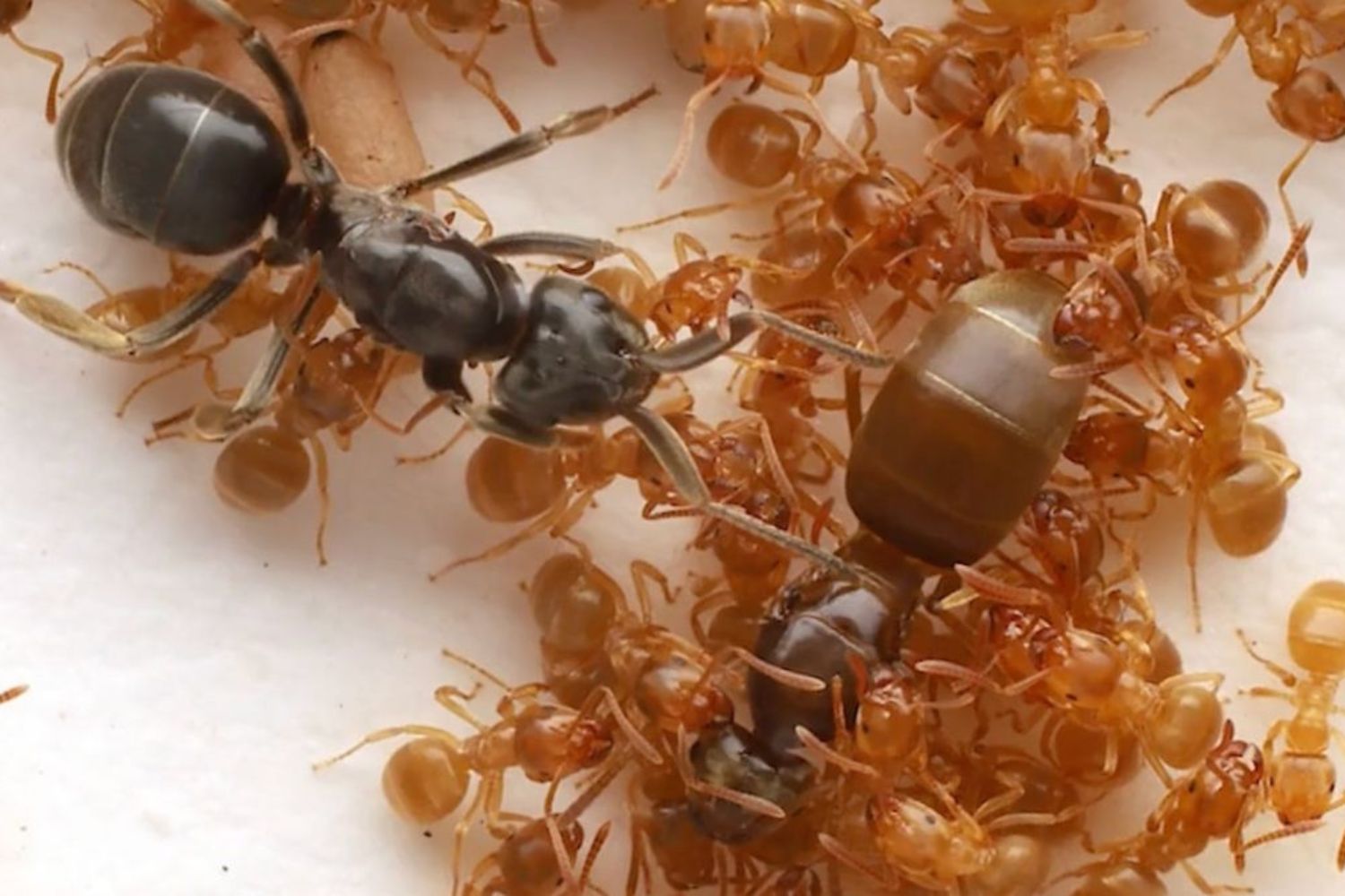 Descubren un parásito que manipula a las hormigas para que asesinen a su propia reina