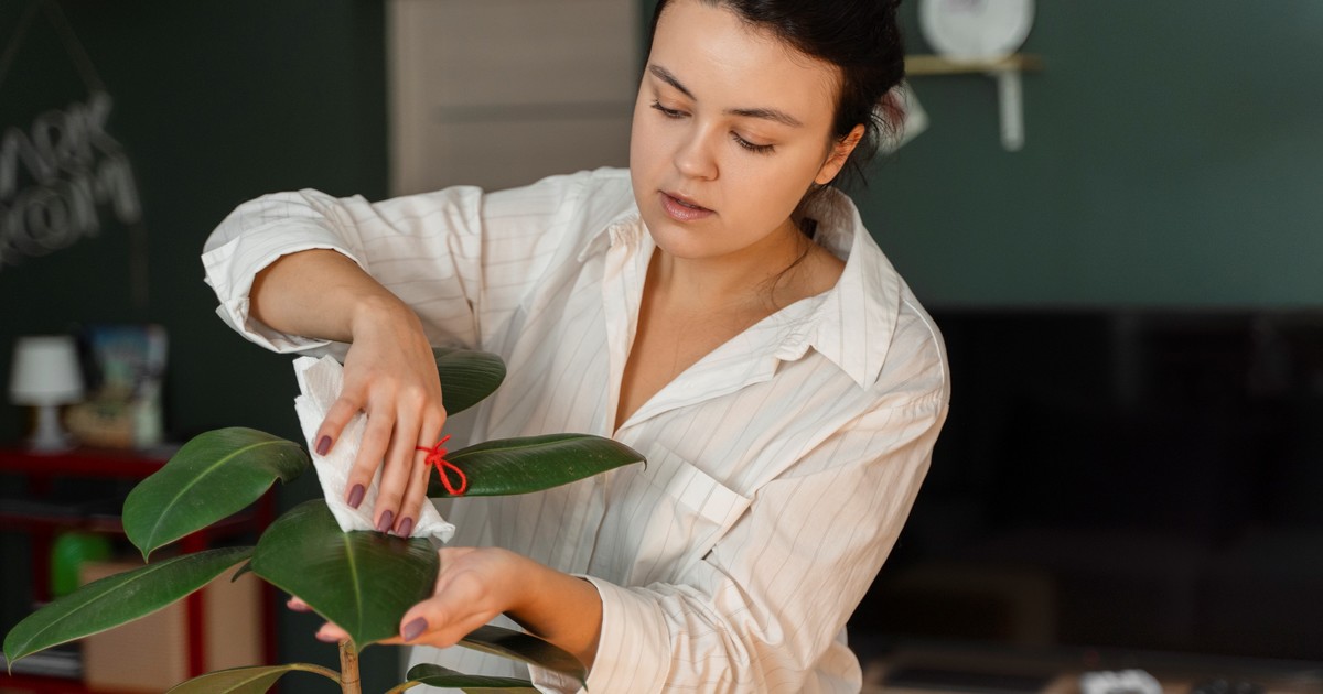 Cuáles son los beneficios del bicarbonato en las plantas de internal