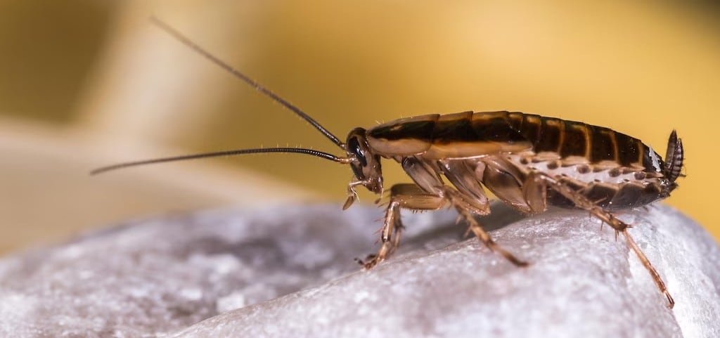 La solución pure y definitiva para las cucarachas: descubrí la planta que las ahuyenta