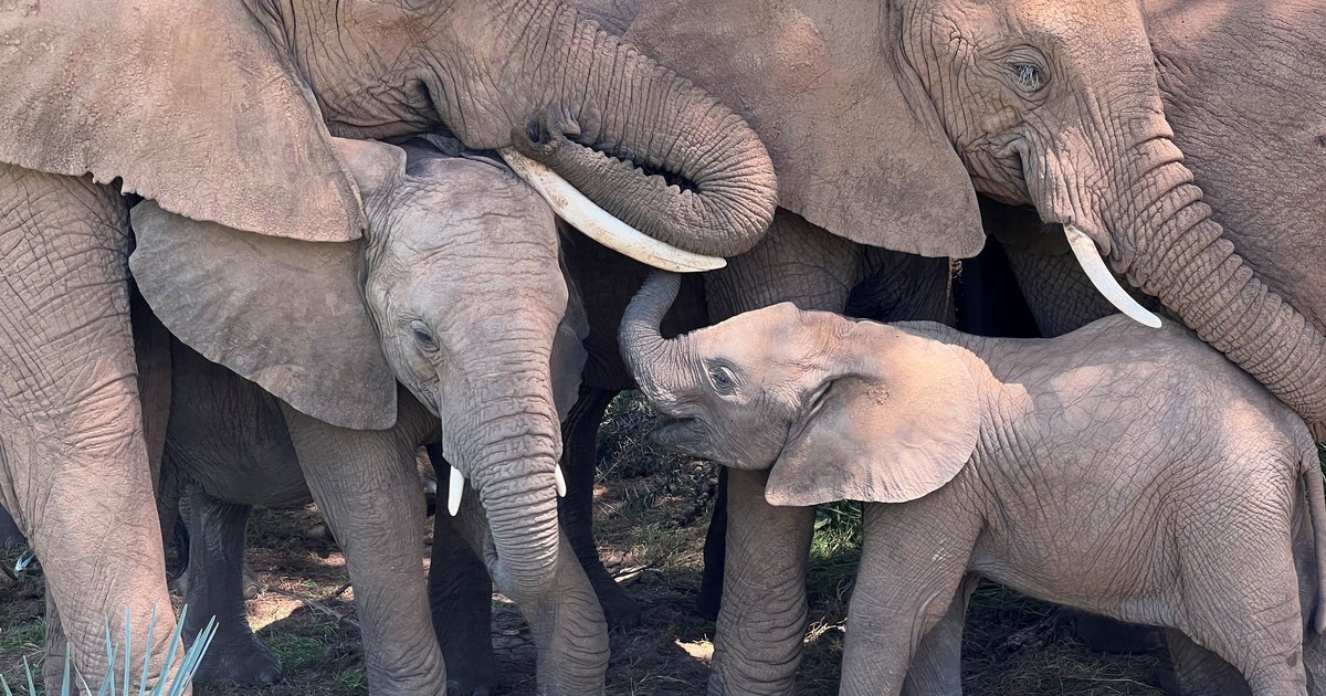 Animales y gobernantes: ¿Cómo es nuestra relación con la naturaleza?