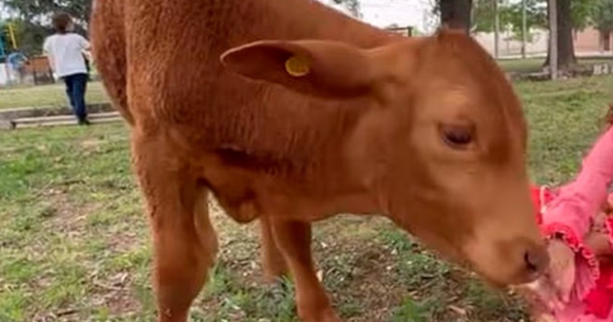 Robaron un ternero que tenían como mascota en una escuela y lo faenaron: «Jamás imaginamos este nivel de crueldad»