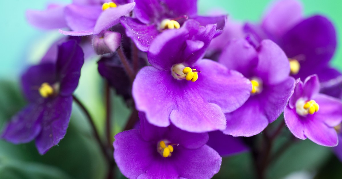 Las tres plantas de interior que florecen de otoño a invierno