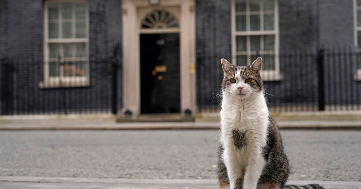 El famoso gato Larry cumplió 15 años viviendo en el 10 de Downing Avenue