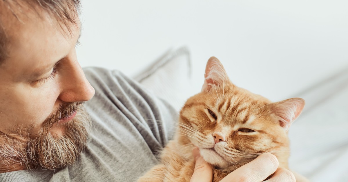 Qué significa «Gato escaldado, del agua fría huye», una reconocida expresión normal