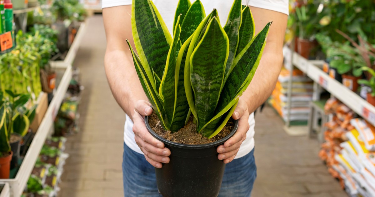 Rociar vinagre blanco en la lengua de suegra: para qué sirve y por qué recomiendan hacerlo