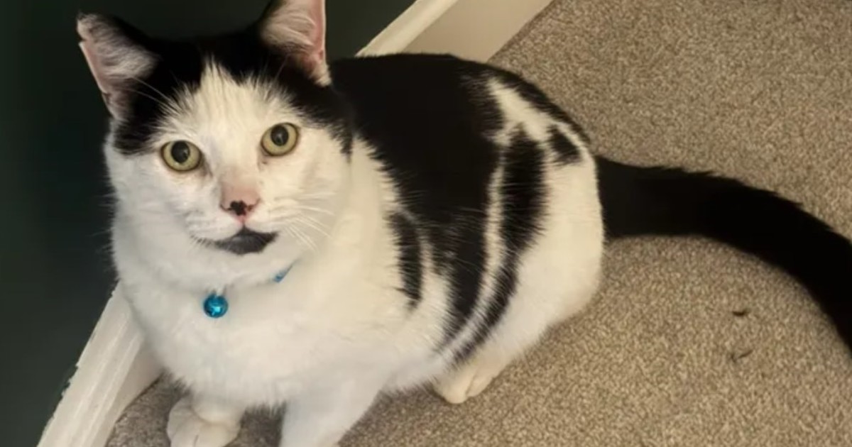 Su gato desapareció por varios días y cuando lo encontró, quedó horrorizada: «No podía creerlo»