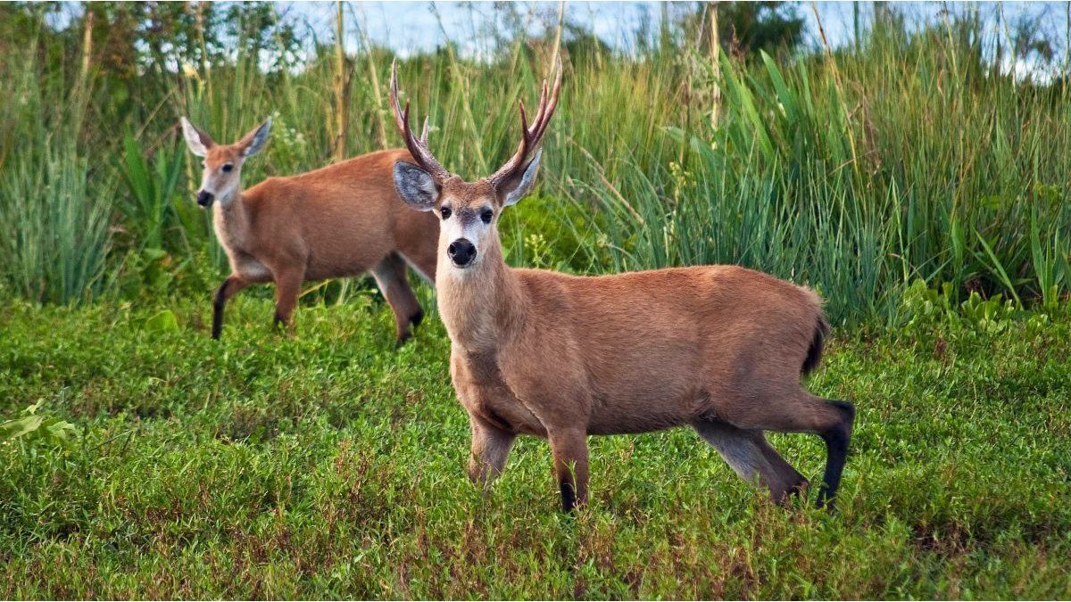 El ciervo de los pantanos mejoró su estado en la Argentina y salió de la categoría «Vulnerable»