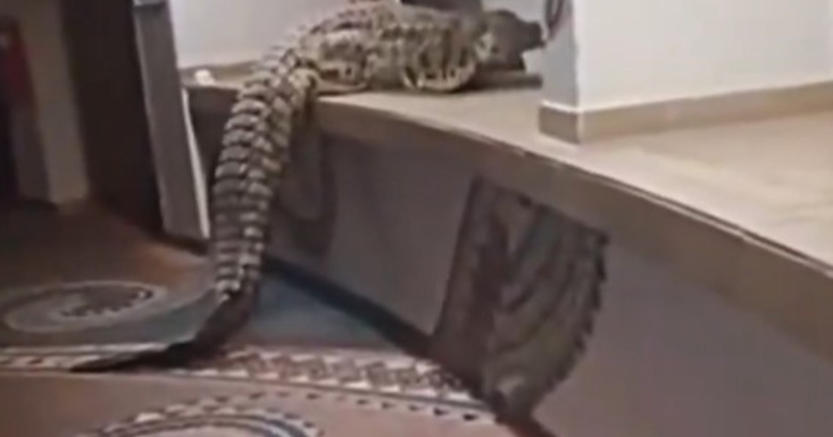 El cocodrilo más temido de África entró en el buffet de un lodge en busca de comida: “Parecía contento”
