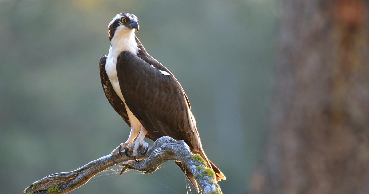 Un águila volvió a su hábitat pure semanas después de haber sido hallada herida en un árbol:   «Gracias a todos los que se preocuparon por la vida de esta ave»