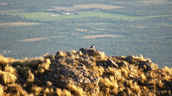 Mirador del Águila: el balcón pure donde la aventura y los paisajes de Merlo se encuentran