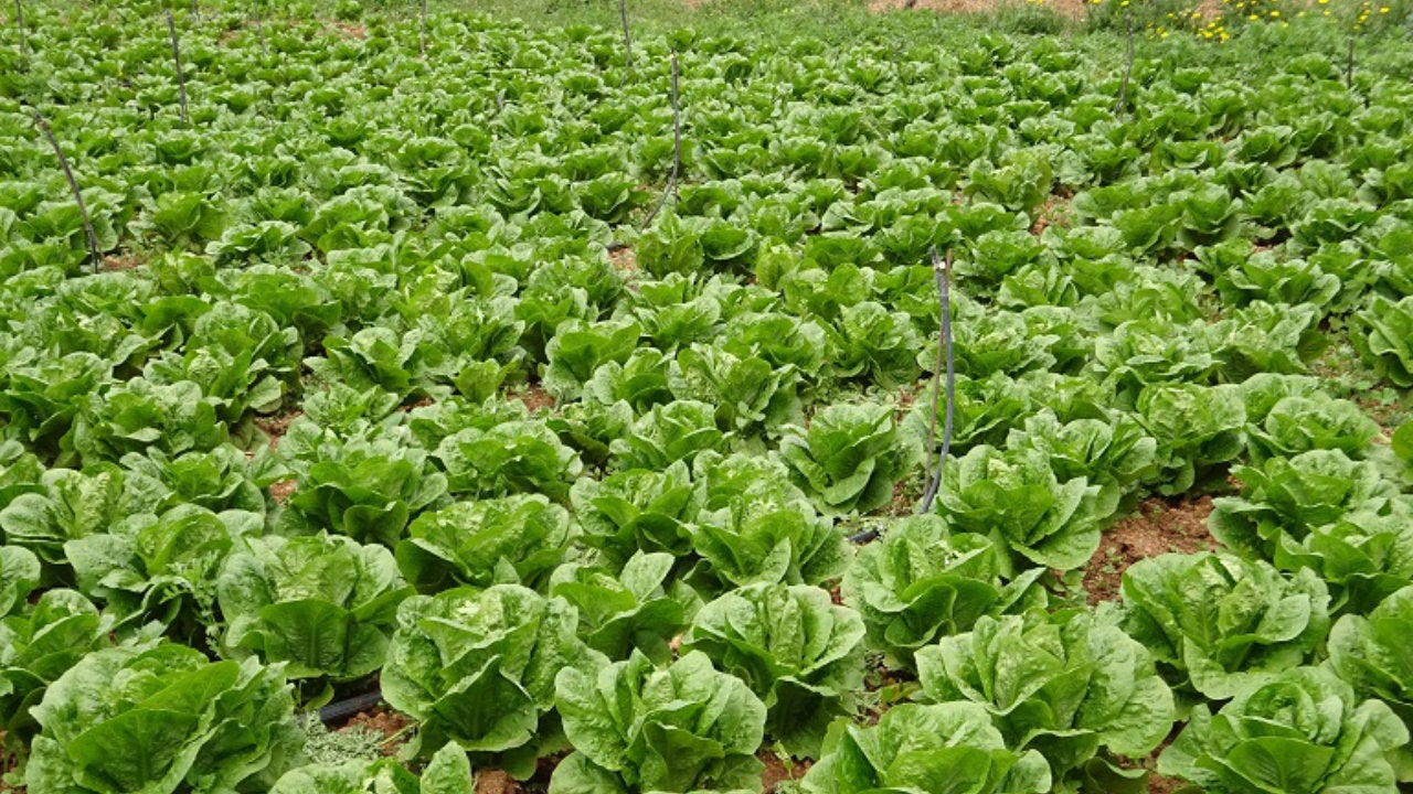 Científicos del Imperial College logran que la lechuga produzca mioglobina, proteína que da color y sabor a la carne, mediante una pistola de genes