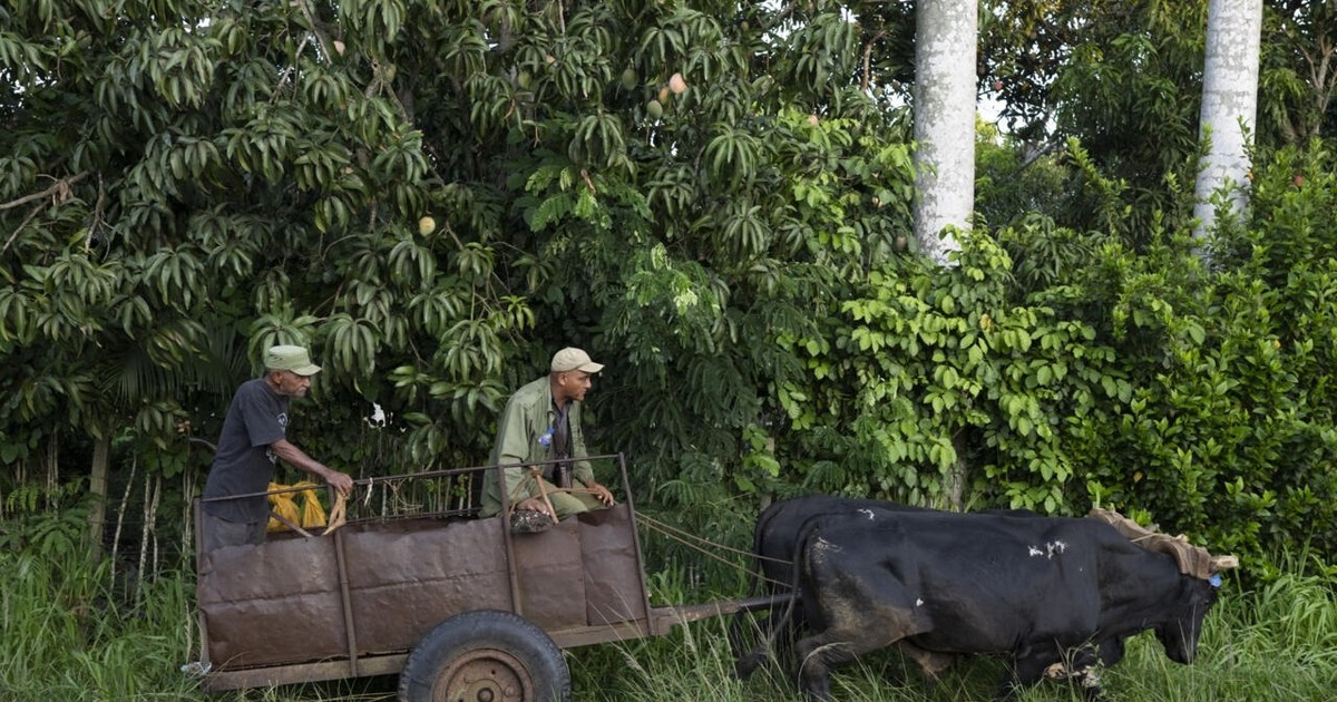 Del tractor al buey: el campo de Cuba se adapta a la falta de flamable