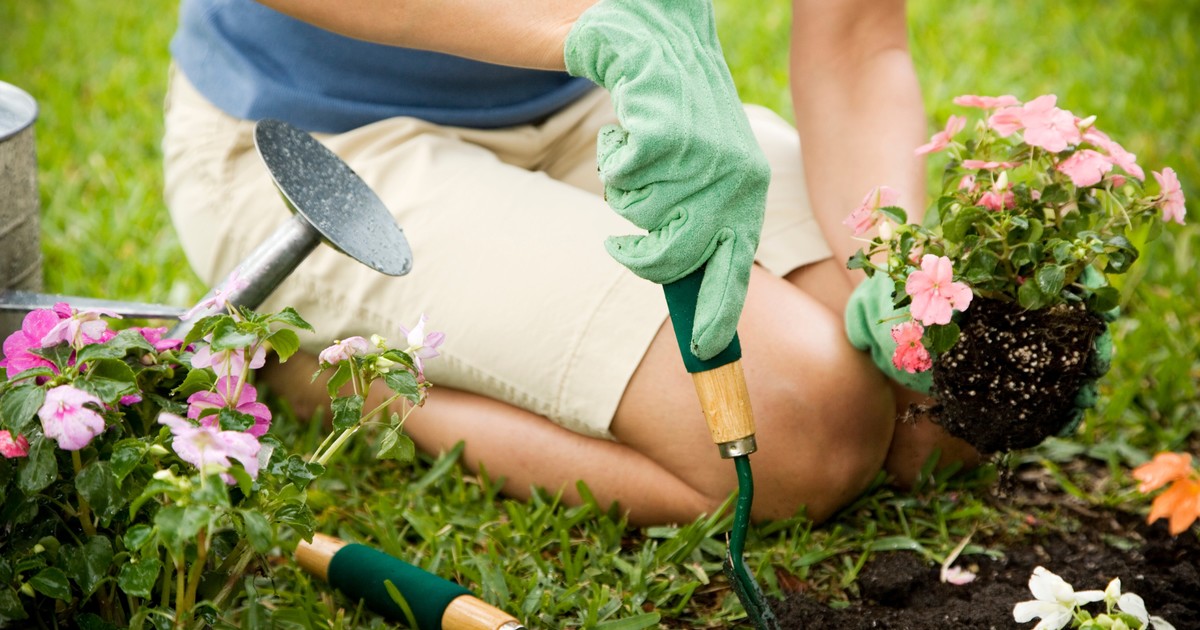 Tirar canela en la tierra de las plantas: para qué sirve, cada cuánto hacerlo y por qué los jardineros lo recomiendan