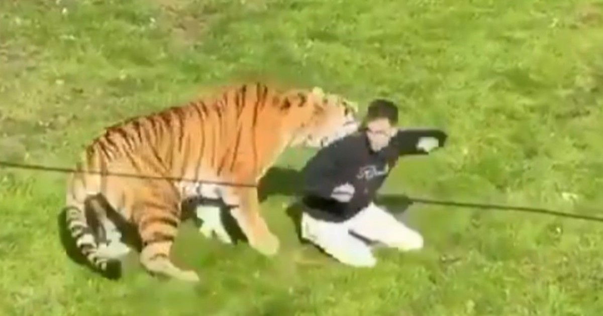 Se supo qué pasará con el tigre que mató a un joven que ingresó a su recinto en Inglaterra: el comunicado del zoológico